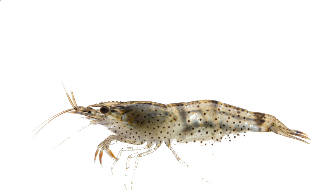 Amano Shrimp