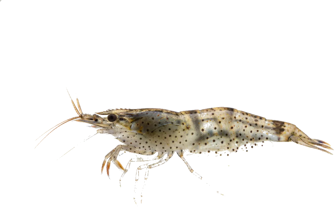 Amano Shrimp (Caridina multidentata)