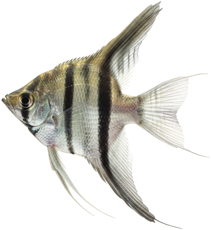 Freshwater Angelfish