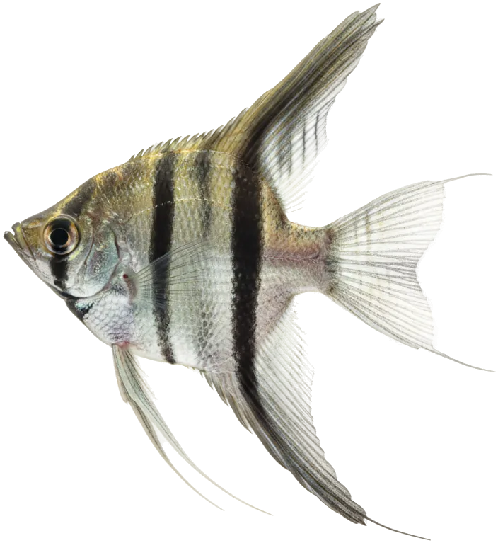 Freshwater Angelfish