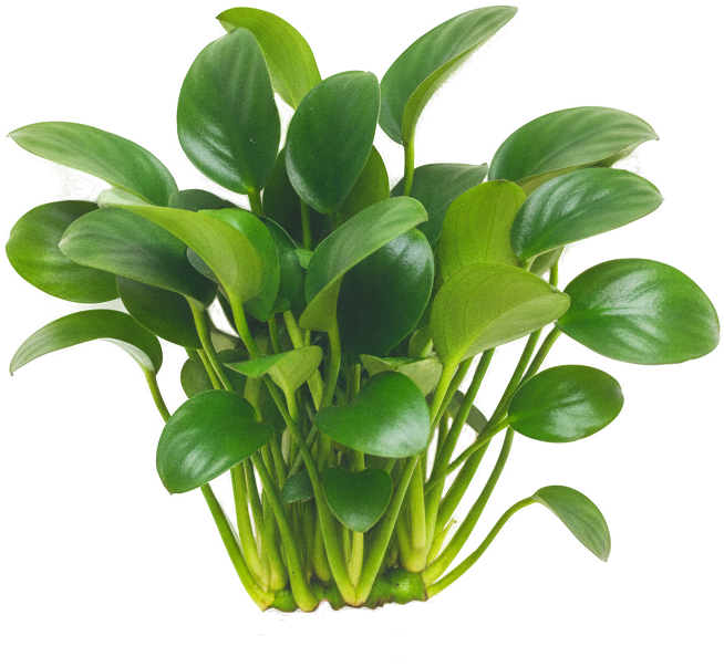 Anubias