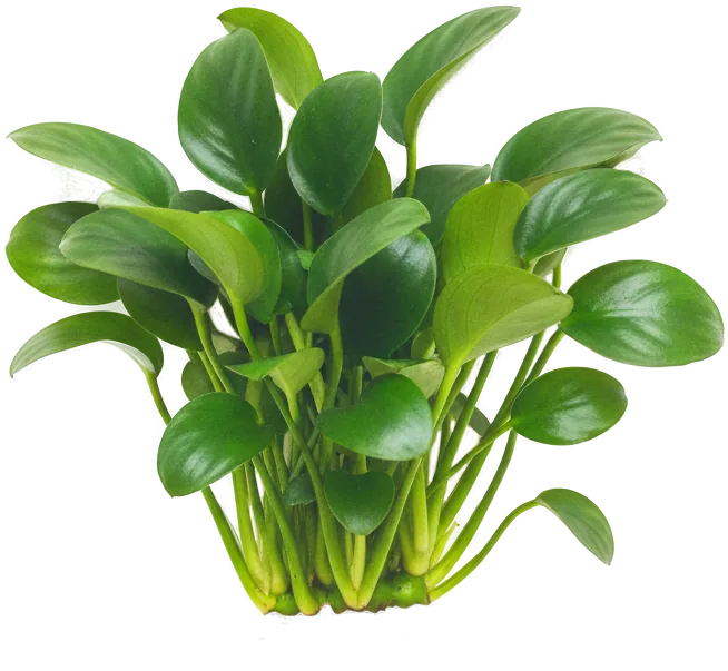 Anubias