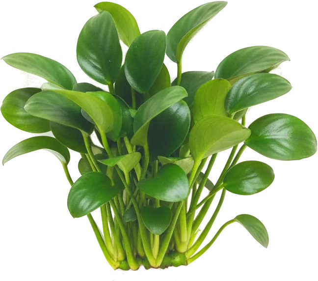 Anubias