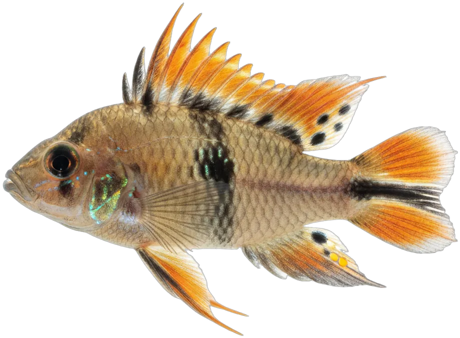 Apistogramma (Dwarf Cichlid) (Apistogramma sp.)