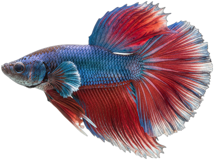 Betta Fish