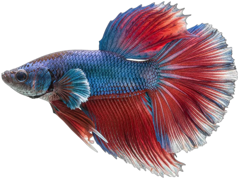 Betta Fish (Betta splendens)