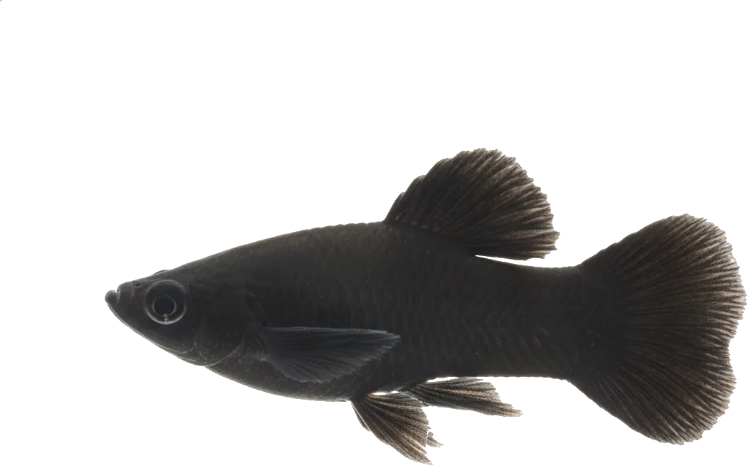 Black Molly (Poecilia sphenops)
