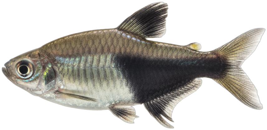 Black Skirt Tetra