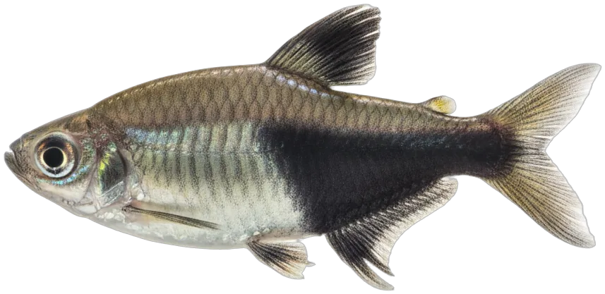 Black Skirt Tetra (Gymnocorymbus ternetzi)