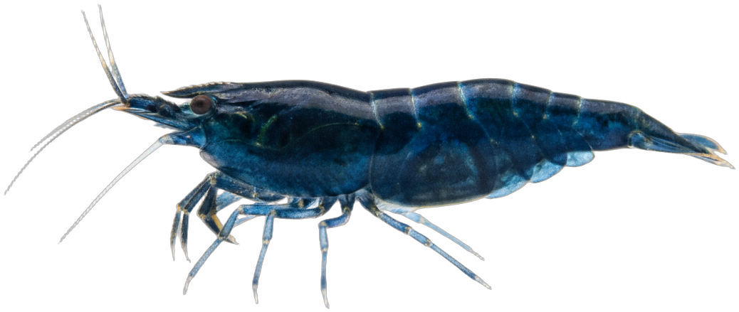 Blue Velvet Shrimp