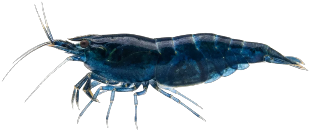 Blue Velvet Shrimp (Neocaridina davidi)