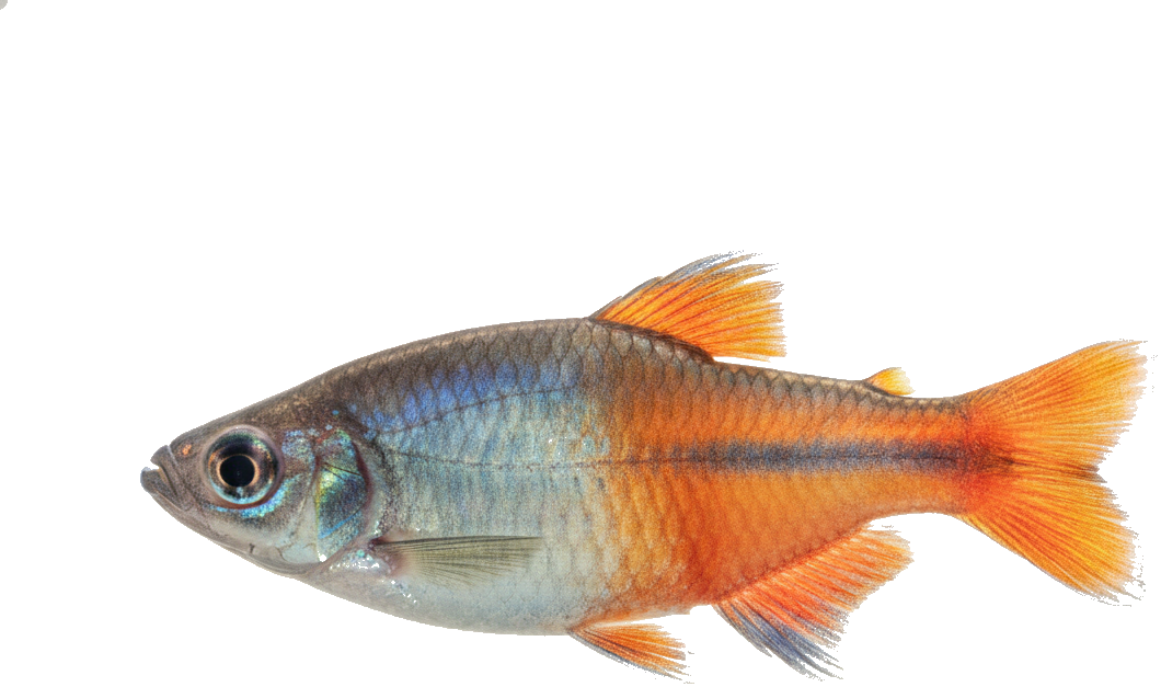 Boesemani Rainbowfish