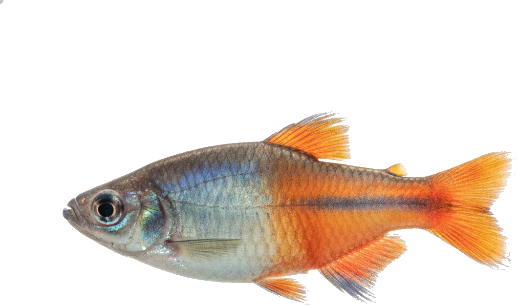 Boesemani Rainbowfish (Melanotaenia boesemani)