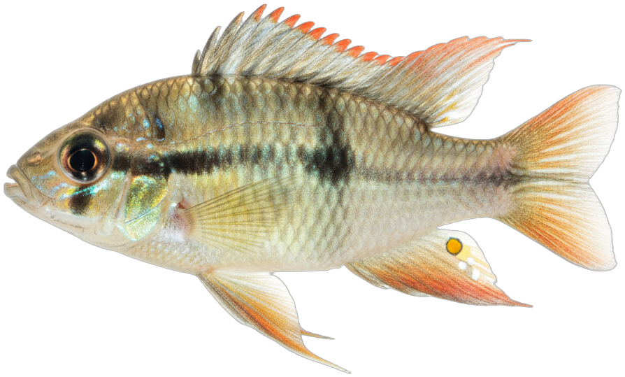 Bolivian Ram