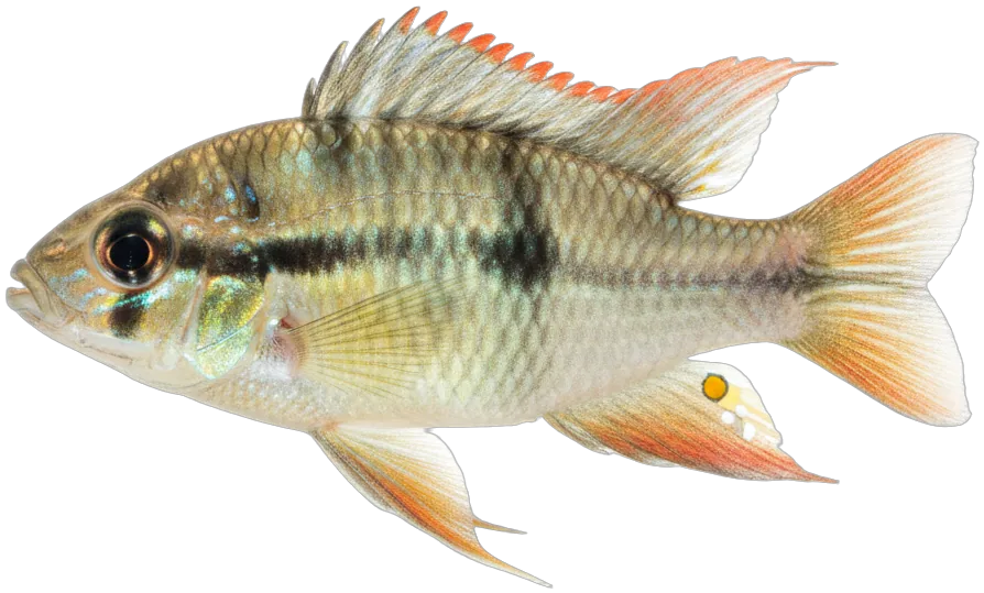 Bolivian Ram (Mikrogeophagus altispinosus)