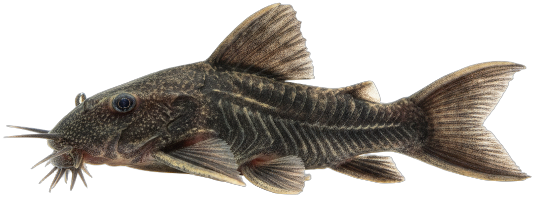 Bristlenose Pleco