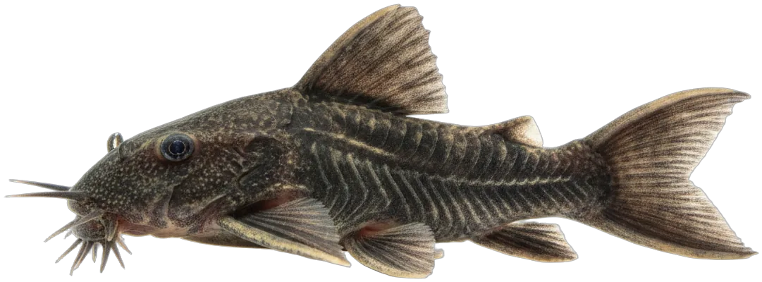 Bristlenose Pleco (Ancistrus sp.)