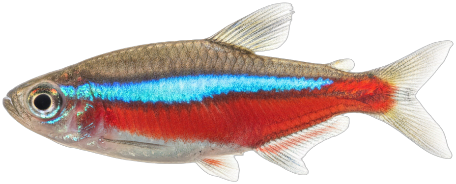 Cardinal Tetra