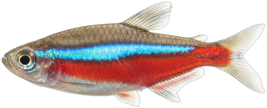 Cardinal Tetra