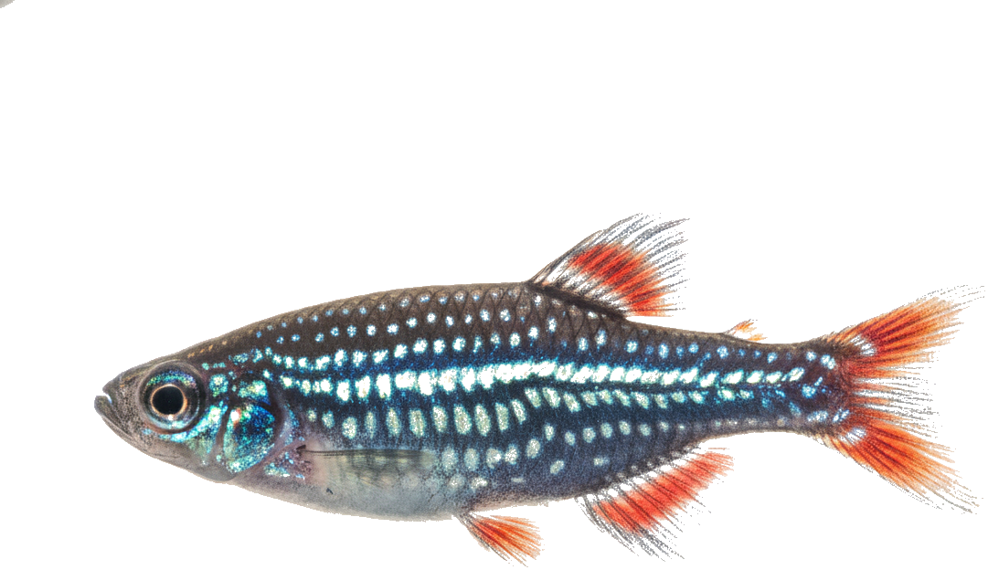 Celestial Pearl Danio
