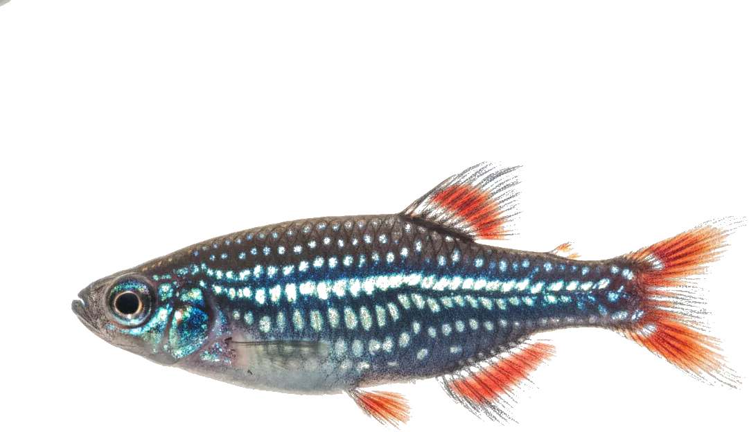 Celestial Pearl Danio (Danio margaritatus)