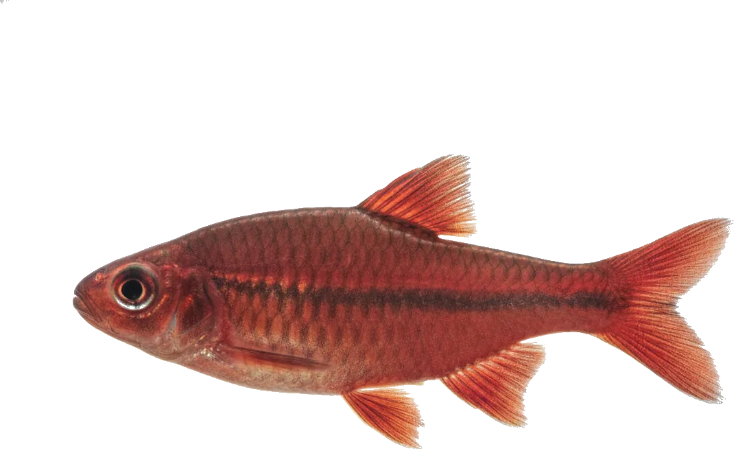 Cherry Barb (Puntius titteya)