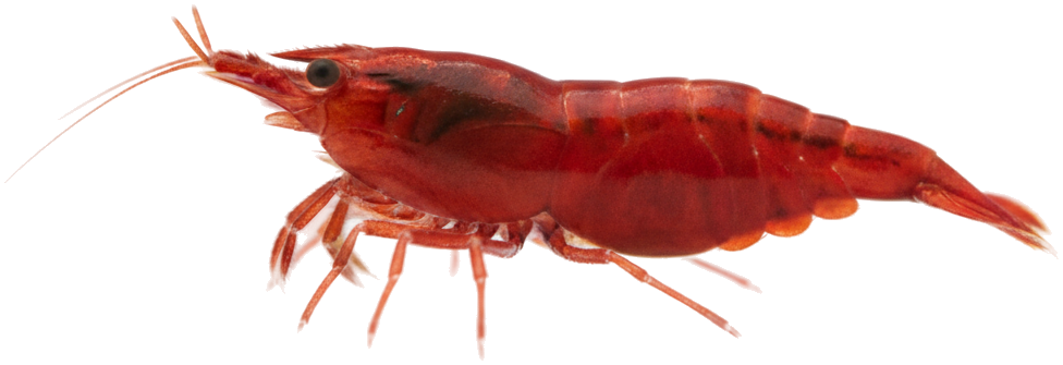 Cherry Shrimp