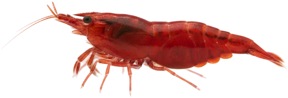 Cherry Shrimp