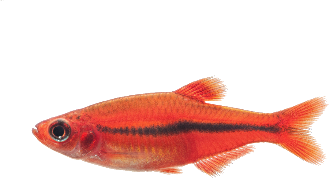 Chili Rasbora