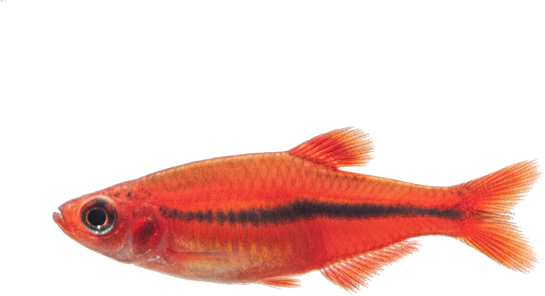 Chili Rasbora (Boraras brigittae)