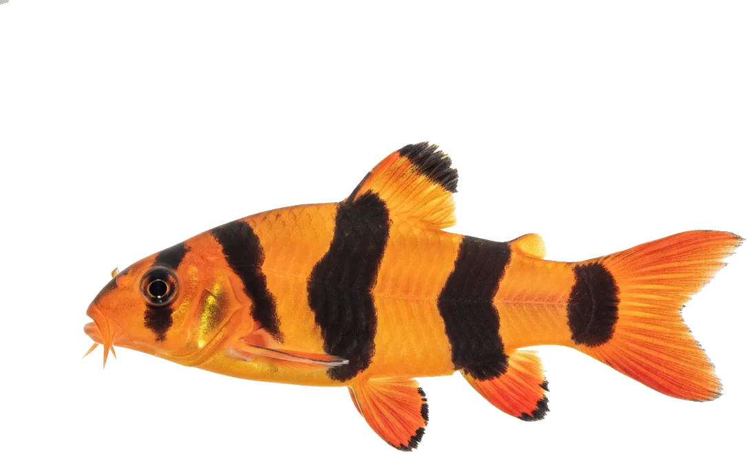 Clown Loach (Chromobotia macracanthus)
