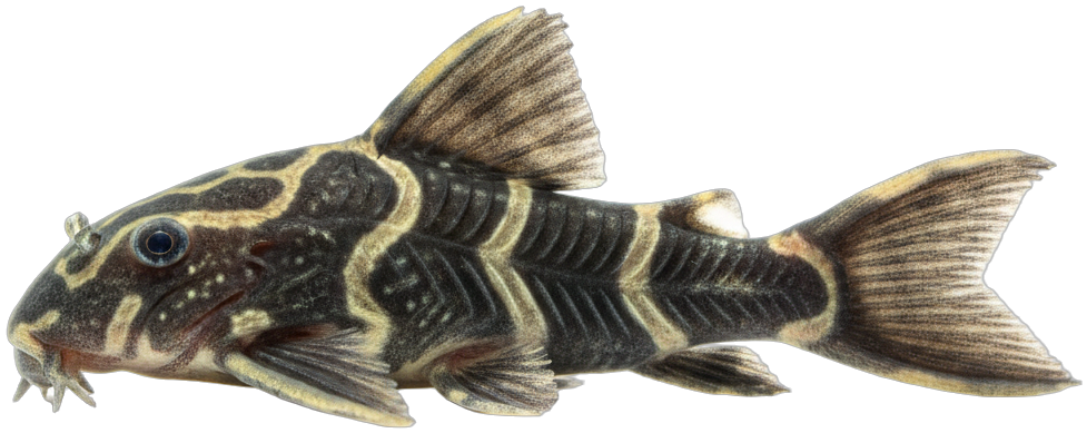 Clown Pleco