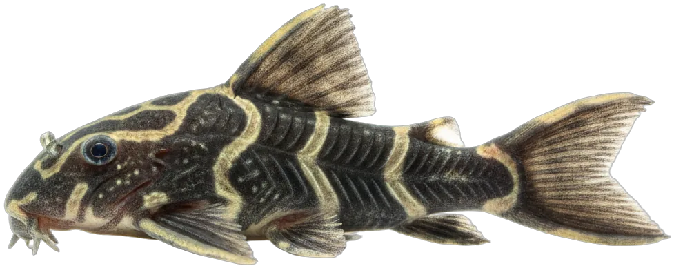 Clown Pleco (Panaqolus maccus)