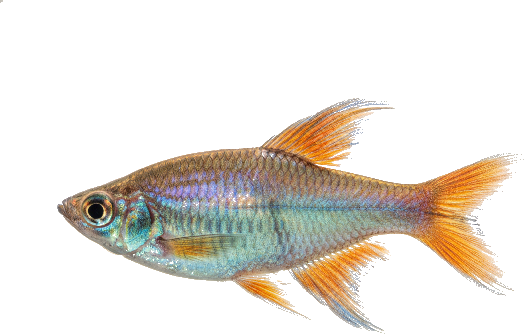 Congo Tetra