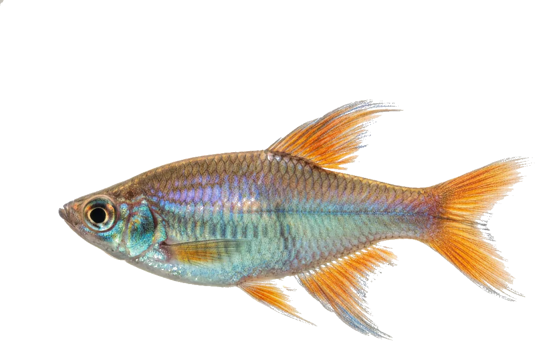 Congo Tetra (Phenacogrammus interruptus)