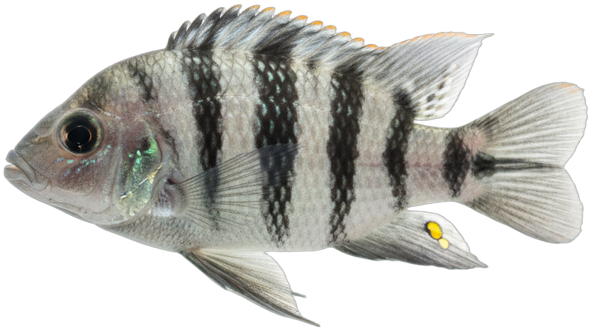 Convict Cichlid