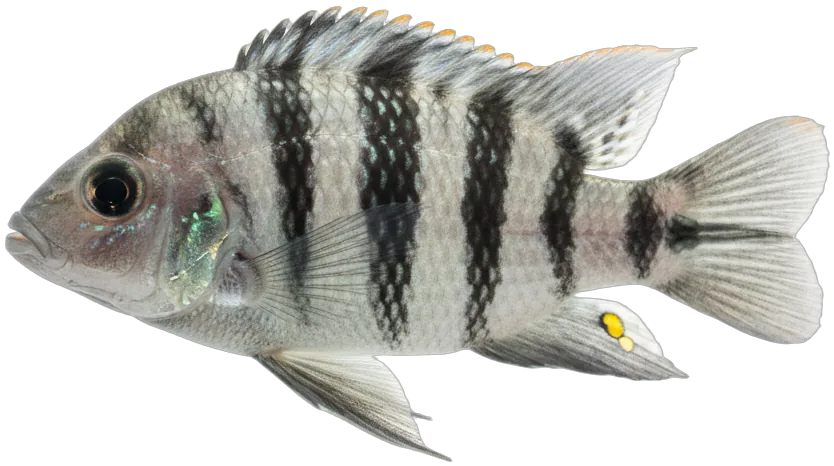 Convict Cichlid (Amatitlania nigrofasciata)