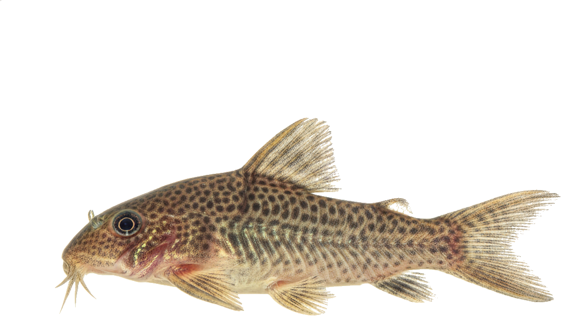 Corydoras Catfish