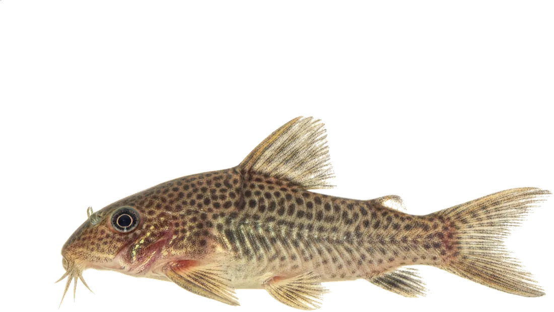 Corydoras Catfish