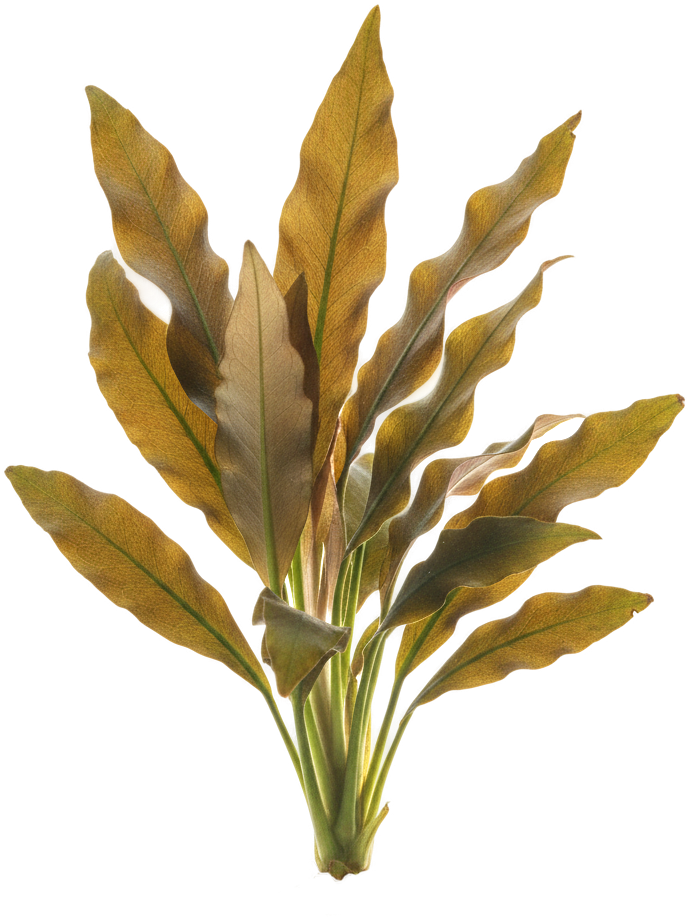 Cryptocoryne wendtii