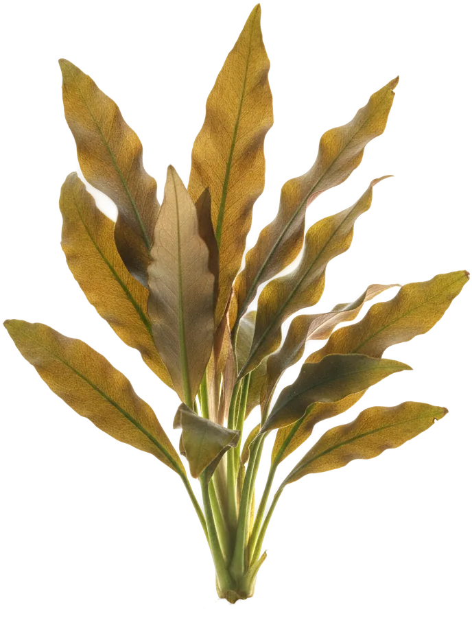 Cryptocoryne wendtii