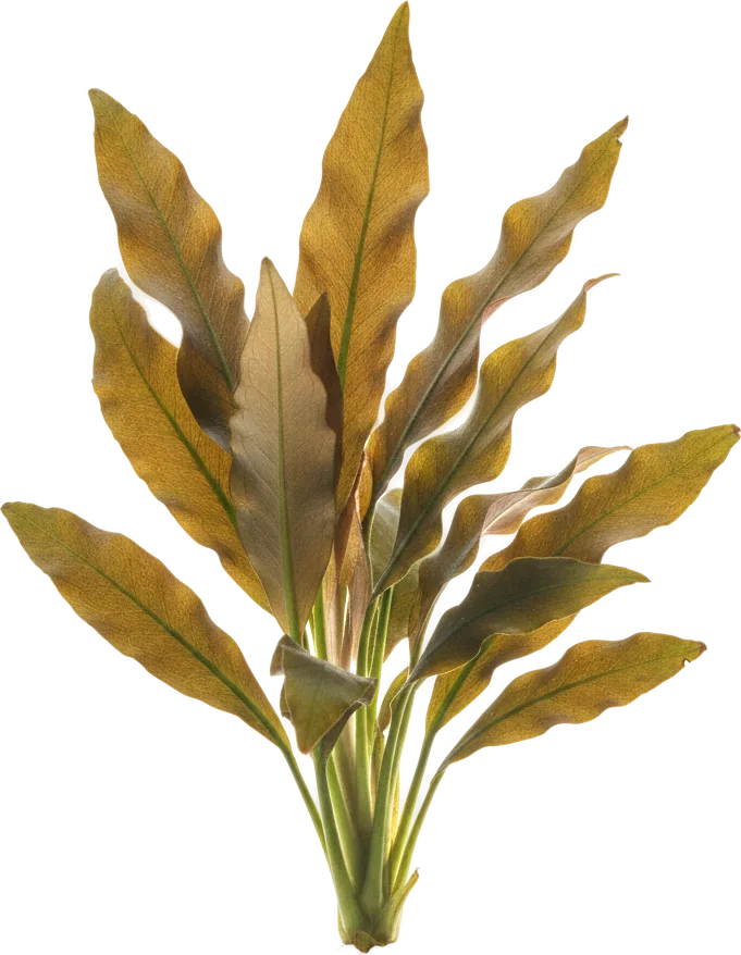 Cryptocoryne wendtii