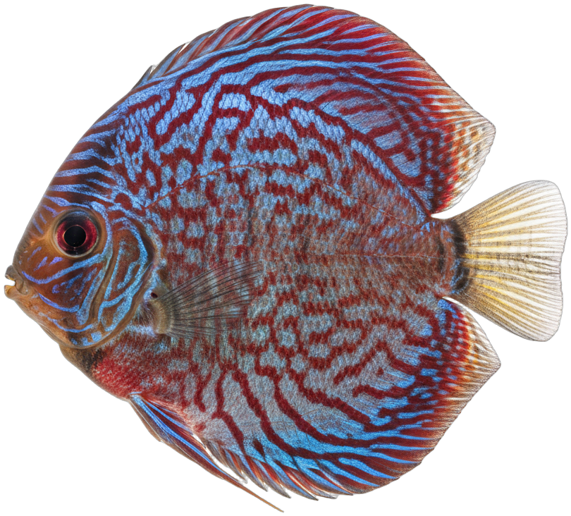 Discus