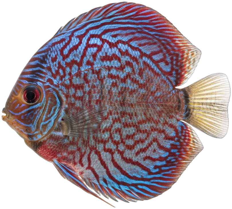 Discus (Symphysodon aequifasciatus)