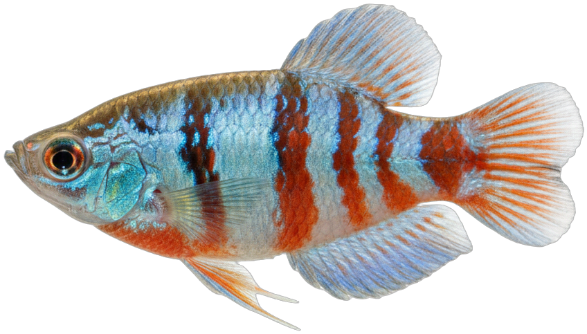 Dwarf Gourami