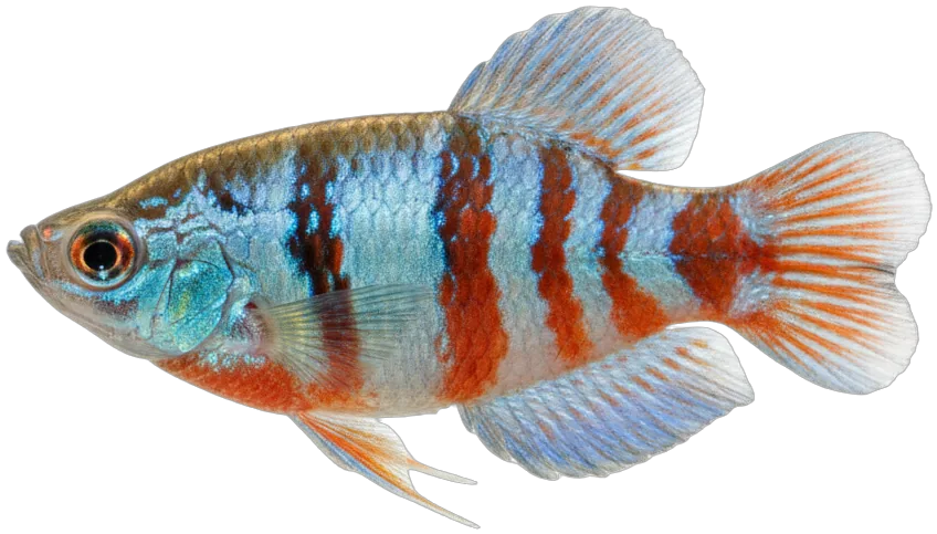 Dwarf Gourami (Trichogaster lalius)