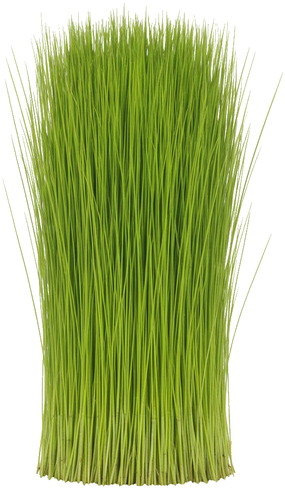 Dwarf Hairgrass
