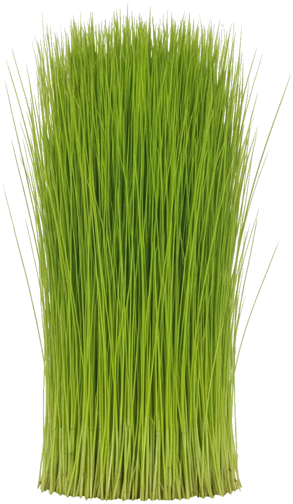 Dwarf Hairgrass (Eleocharis parvula)