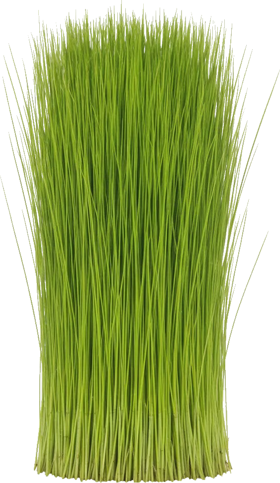 Dwarf Hairgrass (Eleocharis parvula)