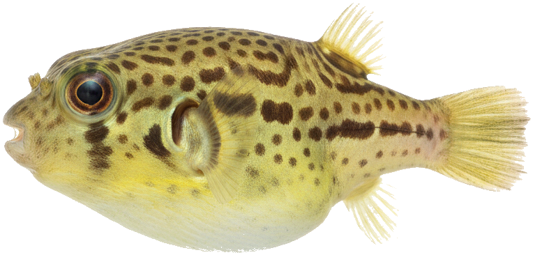 Dwarf Puffer